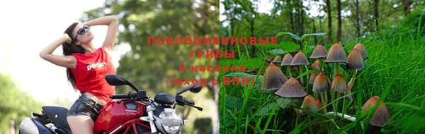 ПСИЛОЦИБИНОВЫЕ ГРИБЫ Надым